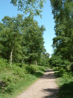 Cannock Chase