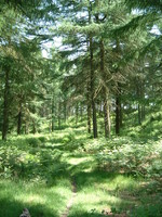 Cannock Chase