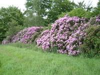 Rhododendrons by the River Dove