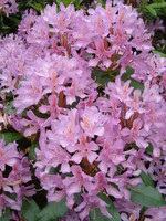 Pretty rhododendrons by the River Dove