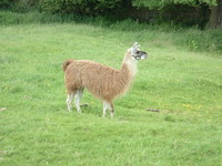 A llama near Ellastone