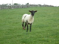 A sheep with an injured foot