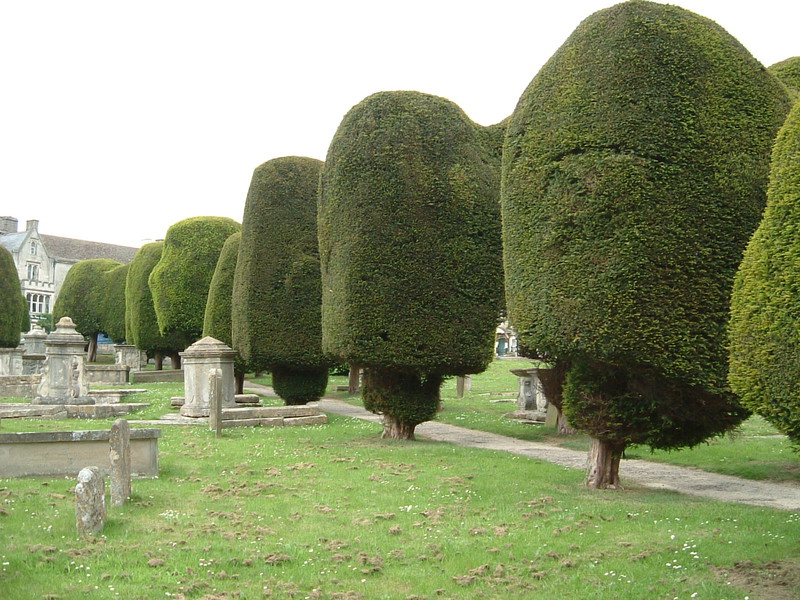 Some of the 99 beautifully crafted yew trees in the churchyard