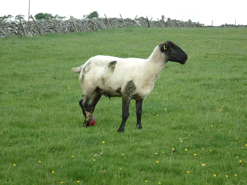 A sheep with an injured foot